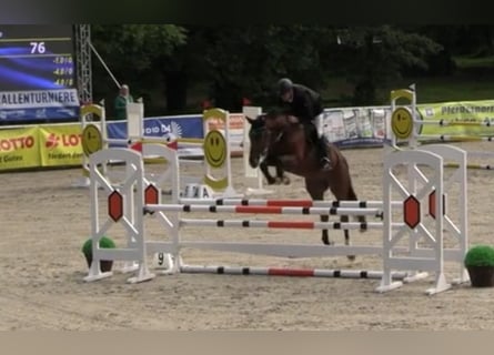 Caballo de salto Oldenburgo, Caballo castrado, 5 años, 169 cm, Castaño
