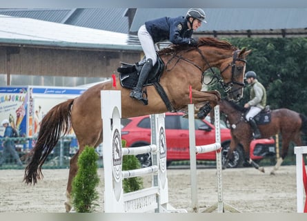 Caballo de salto Oldenburgo, Caballo castrado, 5 años, 170 cm, Alazán