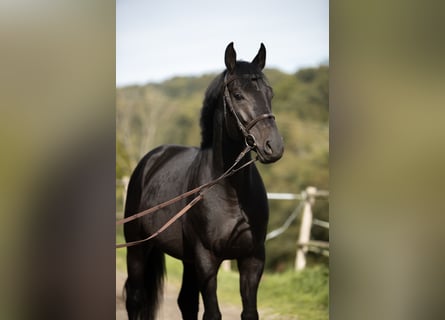 Caballo de salto Oldenburgo, Caballo castrado, 5 años, 170 cm, Negro