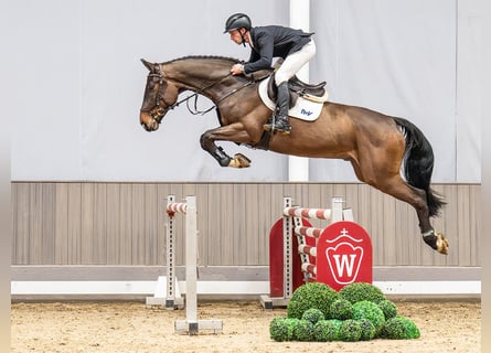 Caballo de salto Oldenburgo, Caballo castrado, 5 años, 171 cm, Castaño oscuro