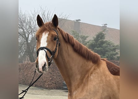 Caballo de salto Oldenburgo, Caballo castrado, 5 años, 172 cm, Alazán