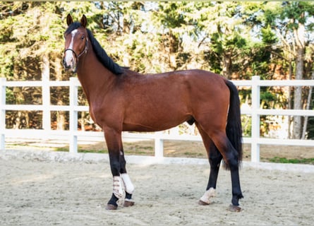 Caballo de salto Oldenburgo, Caballo castrado, 5 años, 172 cm, Castaño