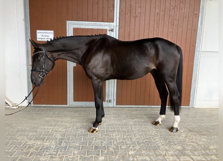 Caballo de salto Oldenburgo, Caballo castrado, 5 años, 172 cm, Morcillo