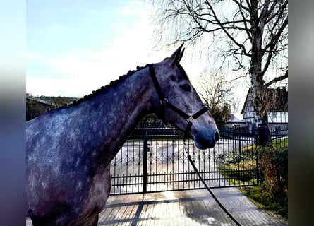 Caballo de salto Oldenburgo, Caballo castrado, 5 años, 172 cm, Musgo