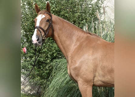 Caballo de salto Oldenburgo, Caballo castrado, 5 años, 173 cm, Alazán