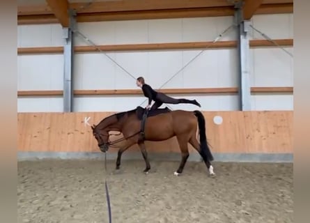 Caballo de salto Oldenburgo, Caballo castrado, 5 años, 173 cm, Castaño