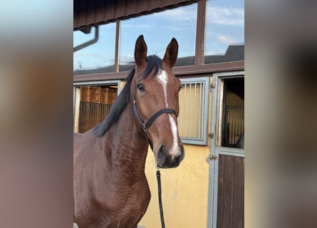Caballo de salto Oldenburgo, Caballo castrado, 5 años, 173 cm, Castaño