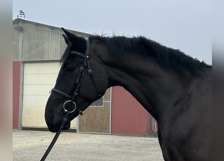 Caballo de salto Oldenburgo, Caballo castrado, 5 años, 174 cm, Negro