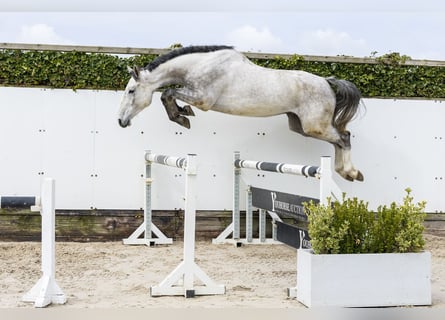 Caballo de salto Oldenburgo, Caballo castrado, 5 años, 174 cm, Tordo