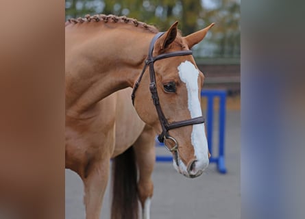 Caballo de salto Oldenburgo, Caballo castrado, 5 años, 175 cm, Alazán