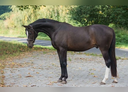 Caballo de salto Oldenburgo, Caballo castrado, 5 años, Castaño oscuro