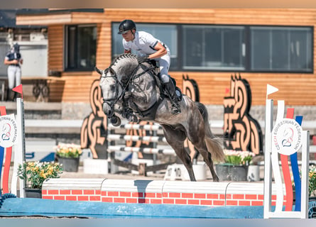 Caballo de salto Oldenburgo, Caballo castrado, 5 años, Tordo