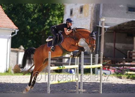 Caballo de salto Oldenburgo, Caballo castrado, 6 años, 164 cm, Castaño