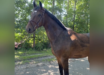 Caballo de salto Oldenburgo, Caballo castrado, 6 años, 165 cm, Castaño