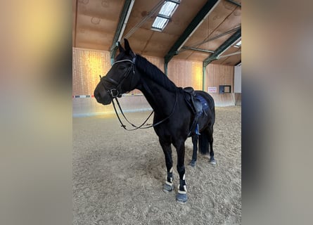 Caballo de salto Oldenburgo, Caballo castrado, 6 años, 165 cm, Negro