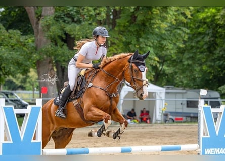 Caballo de salto Oldenburgo, Caballo castrado, 6 años, 167 cm, Alazán