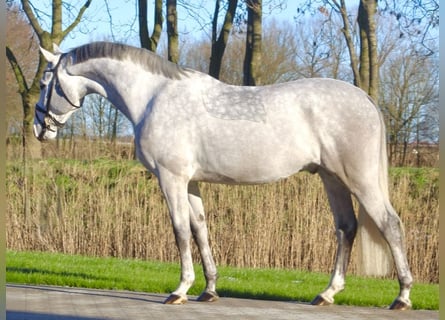 Caballo de salto Oldenburgo, Caballo castrado, 6 años, 167 cm, Tordo rodado