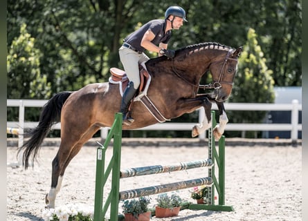 Caballo de salto Oldenburgo, Caballo castrado, 6 años, 168 cm, Castaño rojizo