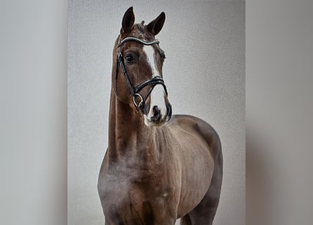 Caballo de salto Oldenburgo, Caballo castrado, 6 años, 170 cm, Alazán-tostado