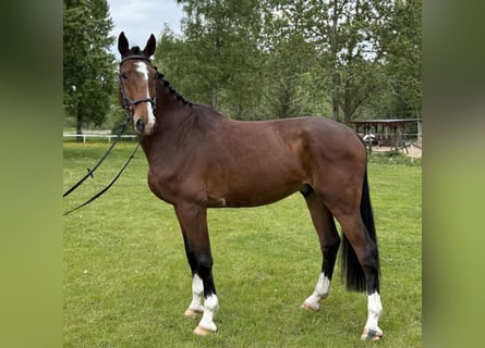 Caballo de salto Oldenburgo, Caballo castrado, 6 años, 170 cm, Castaño