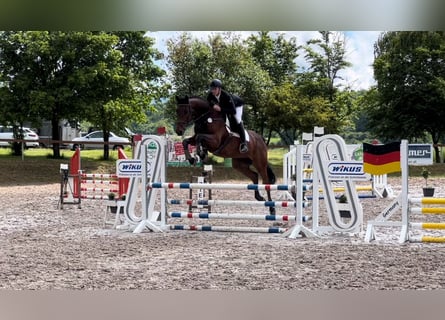 Caballo de salto Oldenburgo, Caballo castrado, 6 años, 170 cm, Castaño