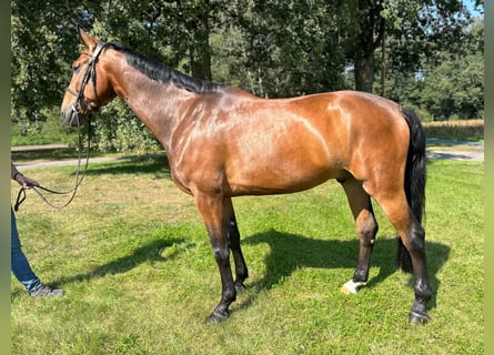 Caballo de salto Oldenburgo, Caballo castrado, 6 años, 171 cm, Castaño