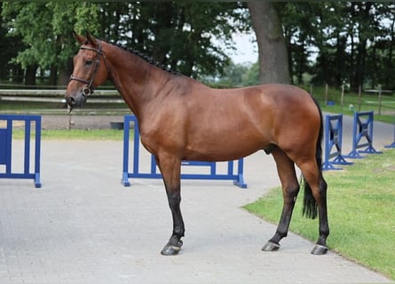 Caballo de salto Oldenburgo, Caballo castrado, 6 años, 171 cm, Castaño