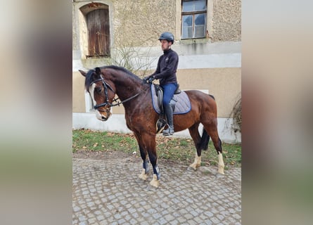 Caballo de salto Oldenburgo, Caballo castrado, 6 años, 173 cm, Castaño