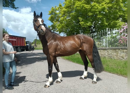 Caballo de salto Oldenburgo, Caballo castrado, 6 años, 173 cm, Castaño
