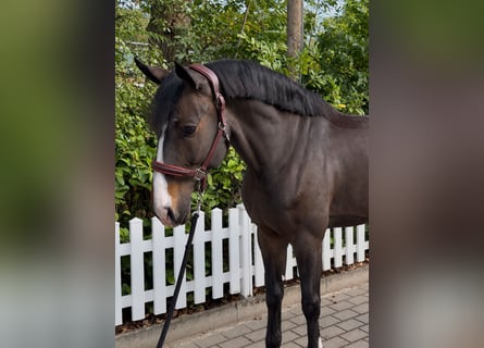 Caballo de salto Oldenburgo, Caballo castrado, 6 años, 175 cm, Castaño