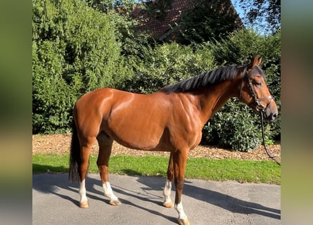 Caballo de salto Oldenburgo, Caballo castrado, 6 años, Castaño