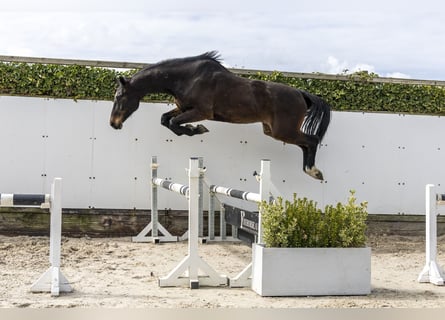 Caballo de salto Oldenburgo, Caballo castrado, 6 años, Castaño