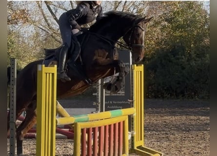 Caballo de salto Oldenburgo, Caballo castrado, 7 años, 166 cm, Castaño oscuro