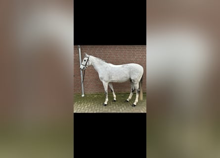 Caballo de salto Oldenburgo, Caballo castrado, 7 años, 166 cm, Tordo