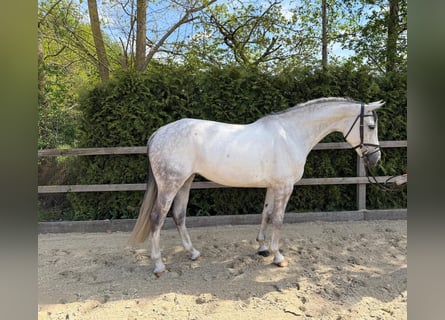 Caballo de salto Oldenburgo, Caballo castrado, 7 años, 167 cm, Tordo