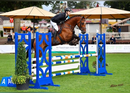 Caballo de salto Oldenburgo, Caballo castrado, 7 años, 168 cm, Castaño