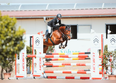 Caballo de salto Oldenburgo, Caballo castrado, 7 años, 168 cm, Castaño