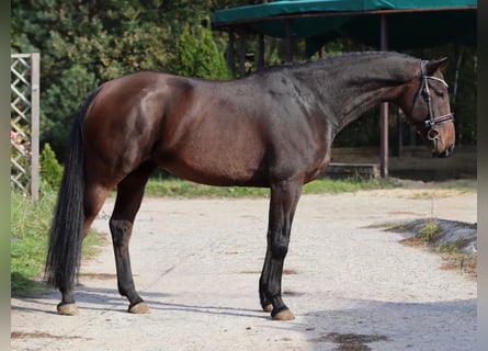 Caballo de salto Oldenburgo, Caballo castrado, 7 años, 170 cm, Castaño oscuro