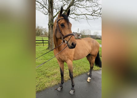 Caballo de salto Oldenburgo, Caballo castrado, 7 años, 172 cm, Castaño