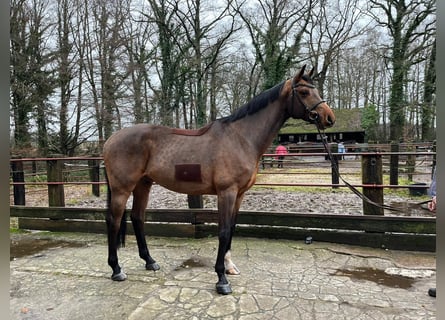 Caballo de salto Oldenburgo, Caballo castrado, 7 años, 172 cm, Castaño oscuro