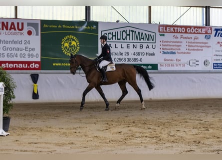 Caballo de salto Oldenburgo, Caballo castrado, 7 años, 176 cm, Castaño