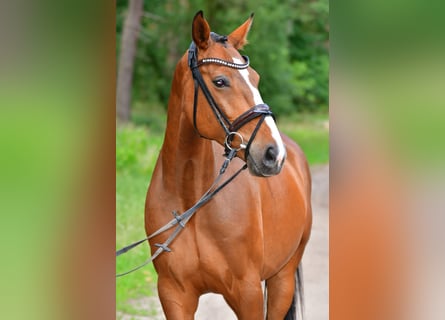 Caballo de salto Oldenburgo, Caballo castrado, 8 años, 160 cm, Castaño