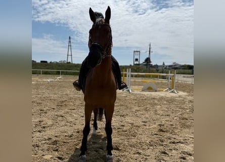 Caballo de salto Oldenburgo, Caballo castrado, 8 años, 165 cm, Castaño