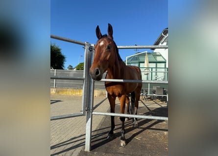 Caballo de salto Oldenburgo, Caballo castrado, 8 años, 166 cm, Castaño