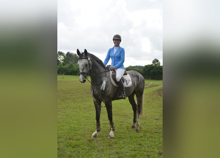 Caballo de salto Oldenburgo, Caballo castrado, 8 años, 167 cm, Tordo