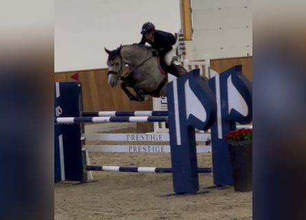 Caballo de salto Oldenburgo, Caballo castrado, 8 años, 169 cm, Tordo