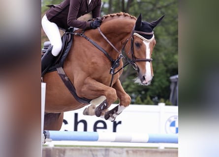 Caballo de salto Oldenburgo, Caballo castrado, 9 años, 165 cm, Alazán