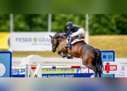 Caballo de salto Oldenburgo, Caballo castrado, 9 años, 166 cm, Castaño