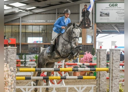 Caballo de salto Oldenburgo, Caballo castrado, 9 años, 167 cm, Tordo