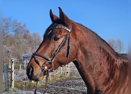 Caballo de salto Oldenburgo, Caballo castrado, 9 años, 168 cm, Castaño